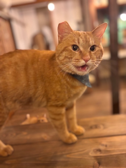 里親募集中 虎詩