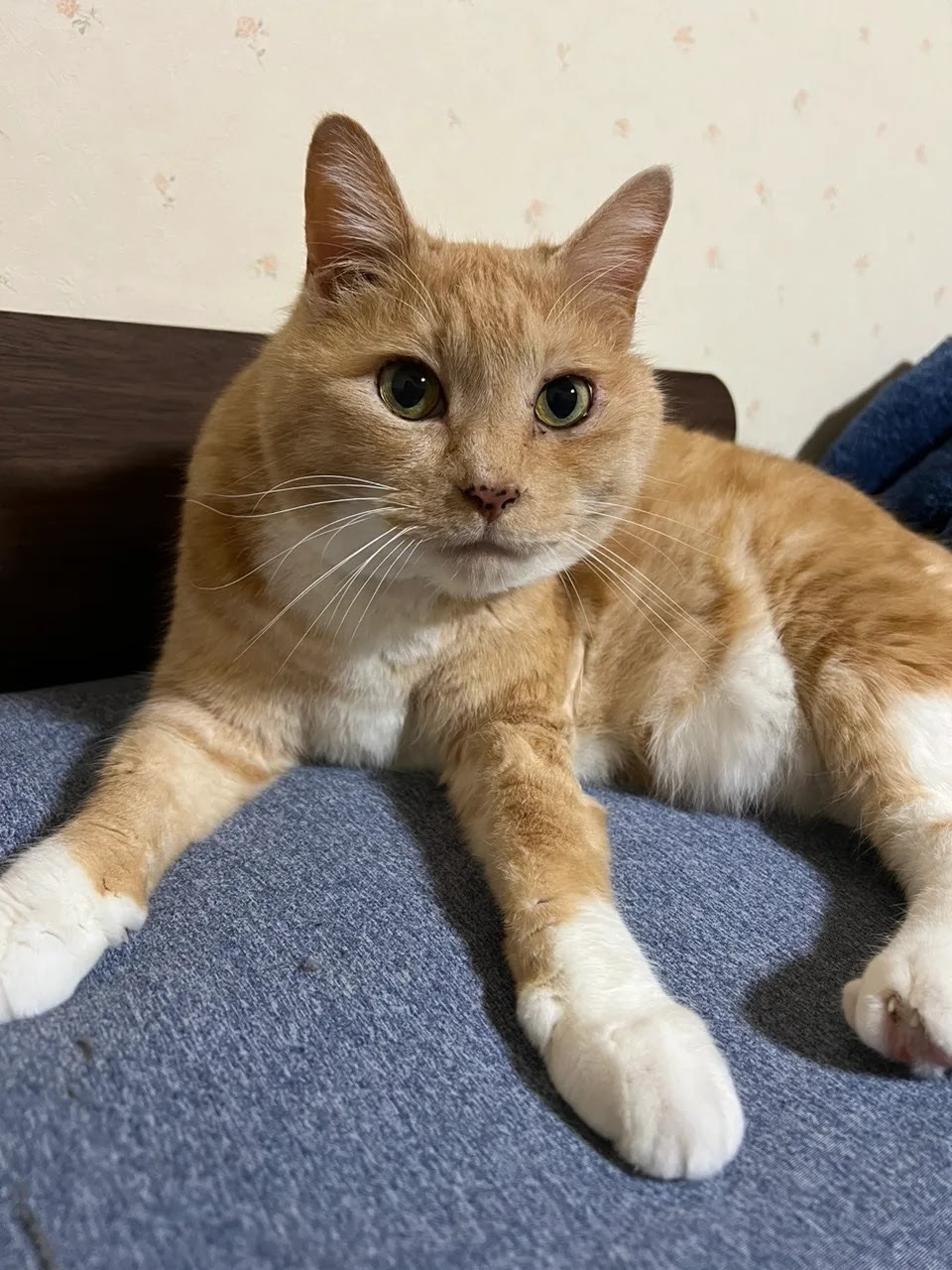 看板猫 ミルクティー